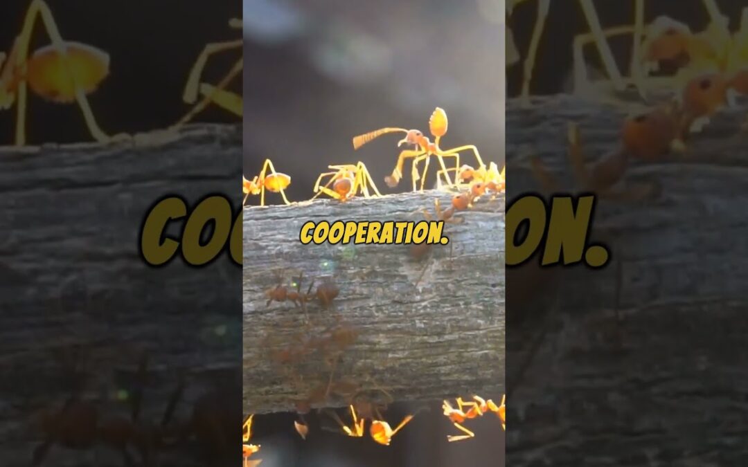 The Incredible Diversity of Ants: From Army Ants to Leafcutter Ants #shorts #short