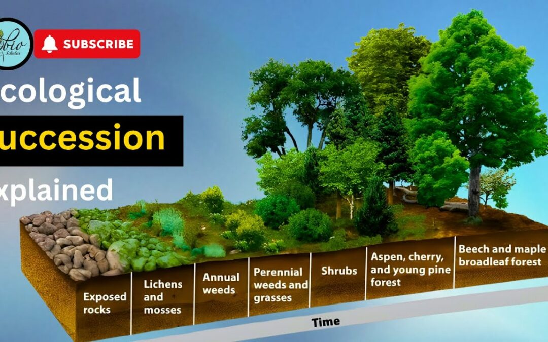 Ecological succession step by step|| Primary and secondary seccession|| class 12 biology