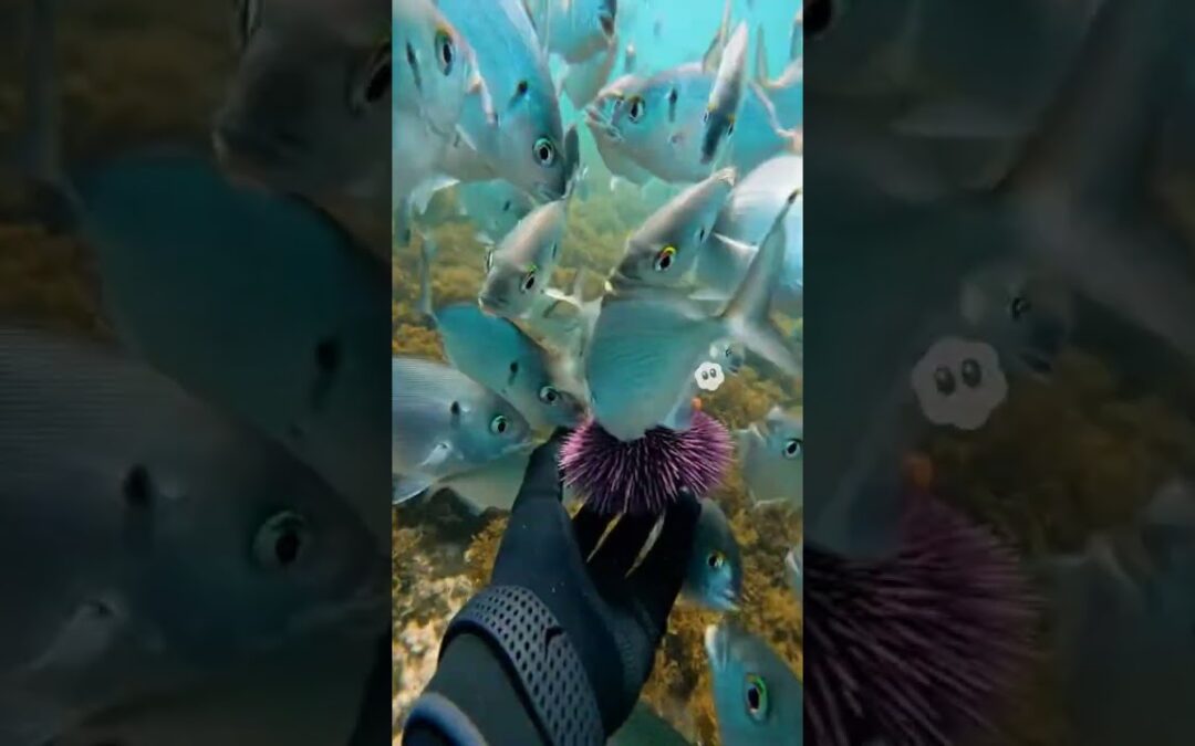 He Started a RIOT to Save the Reef!  INSANE Sea Urchin Feeding Frenzy!