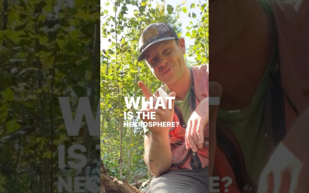What is the “necrosphere?” #forest #tree #trees #woods #life #death #nature #ecology #shorts #short