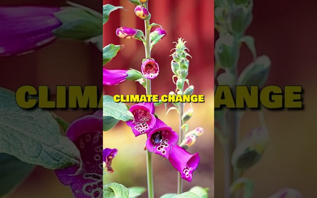 Insects Are Disappearing… and It’s Worse Than You Think #ecology #environmentalscience