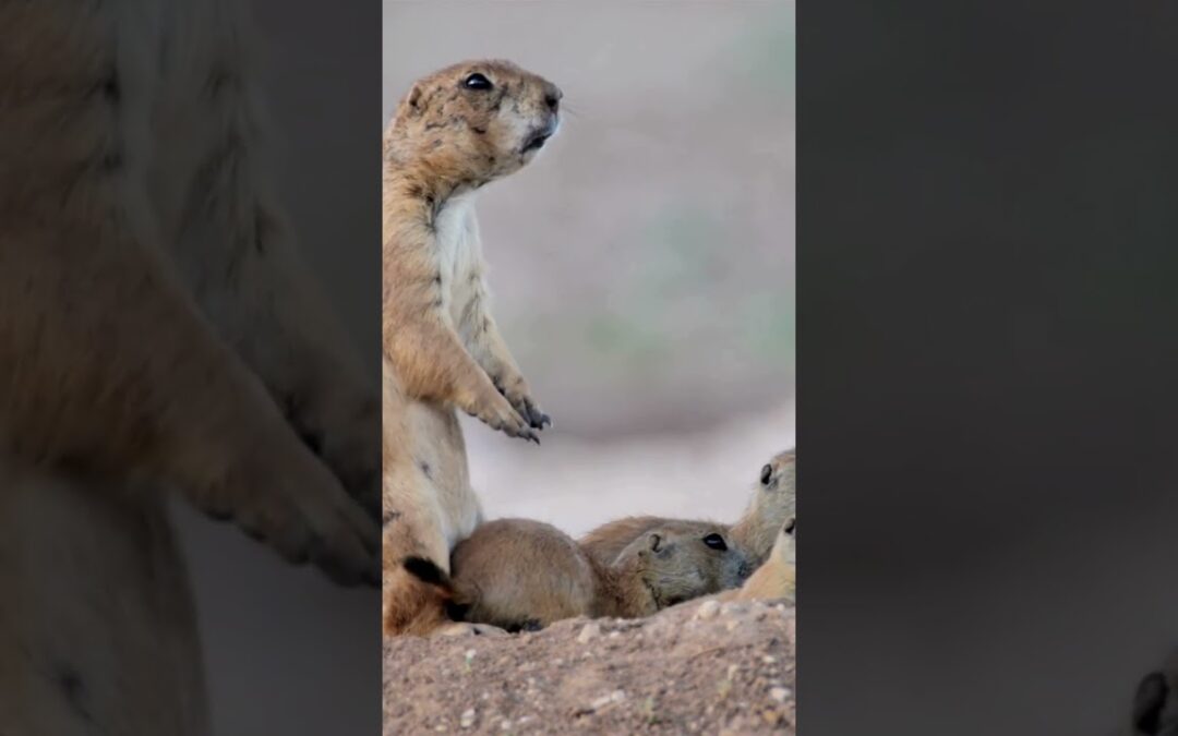 Amazing Facts About Prairie Dogs | Discover the Social and Ecological Wonders of These Creatures!