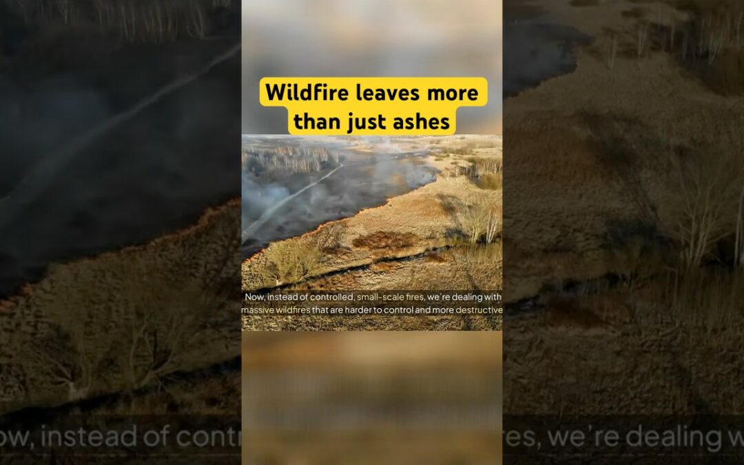 Wildfires: Ecological Impact & Global Hotspots #facts #climatechange #wildlife #nature