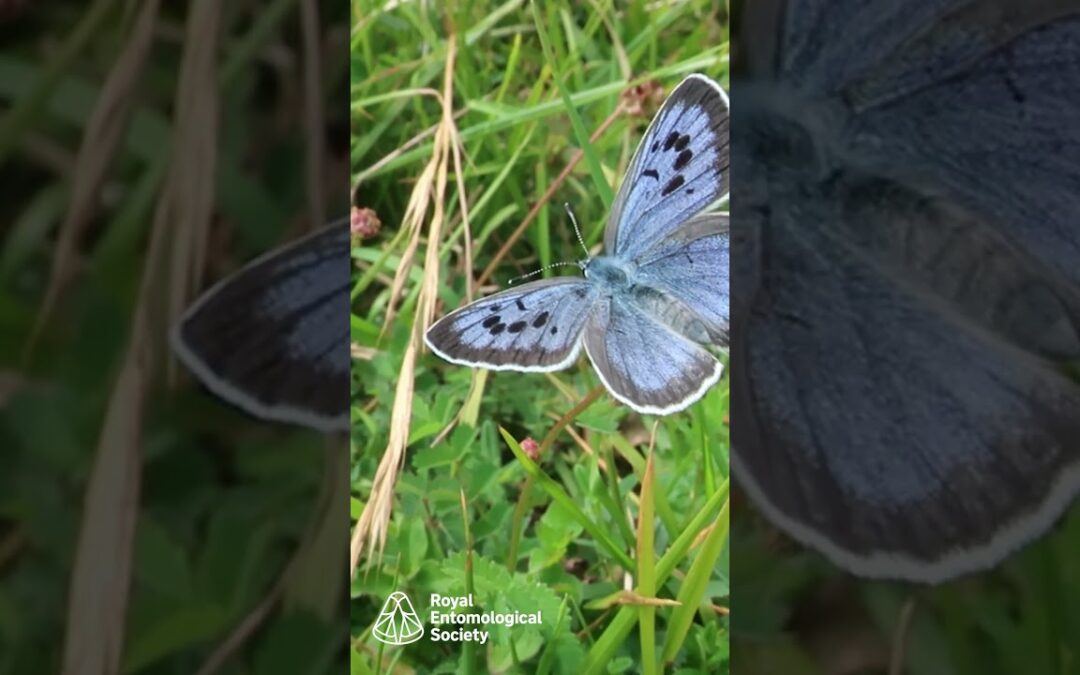 Help secure a future for the Large blue butterfly