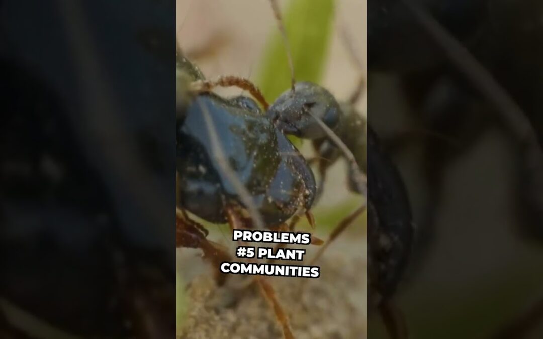 Invasive Ants: Impact on Gardens and Ecosystems