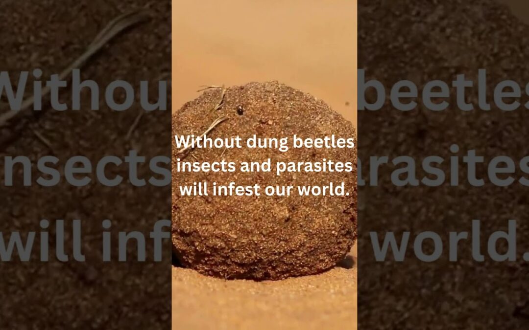 The Hidden Connection Between Animals and Ecosystem Balance #shorts
