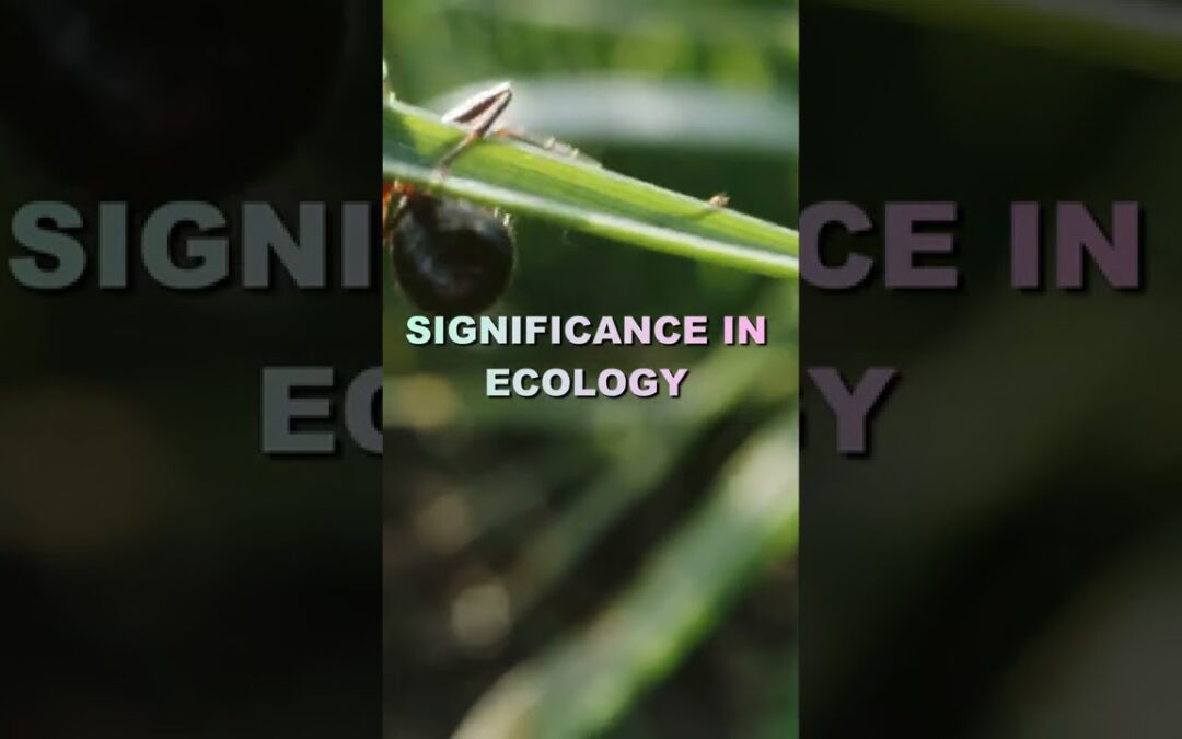 Ecosystems Highly Rely On Insects To Function – Without Insects Life Will May Seize To Exist
