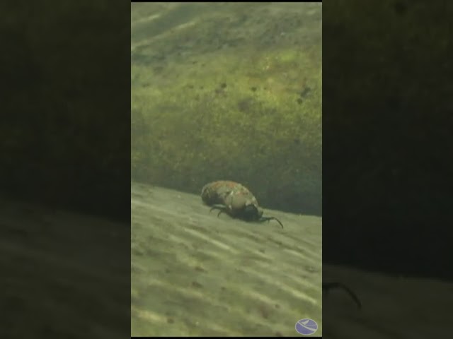 Fueling Aquatic Ecosystems