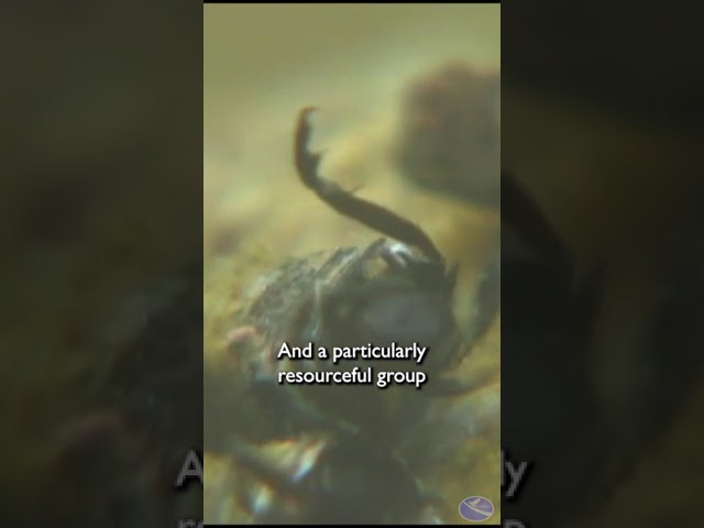 Aquatic Insects in the Food Web